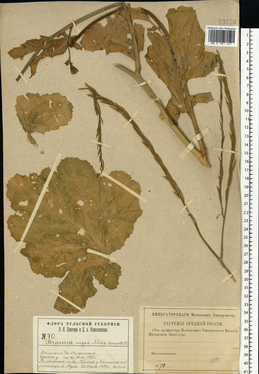 Rhamphospermum nigrum (L.) Al-Shehbaz, Eastern Europe, Central region (E4) (Russia)