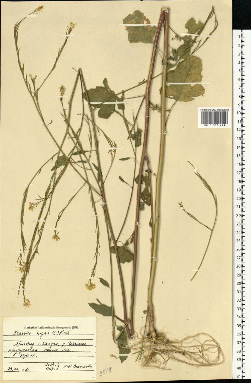 Rhamphospermum nigrum (L.) Al-Shehbaz, Eastern Europe, Central region (E4) (Russia)