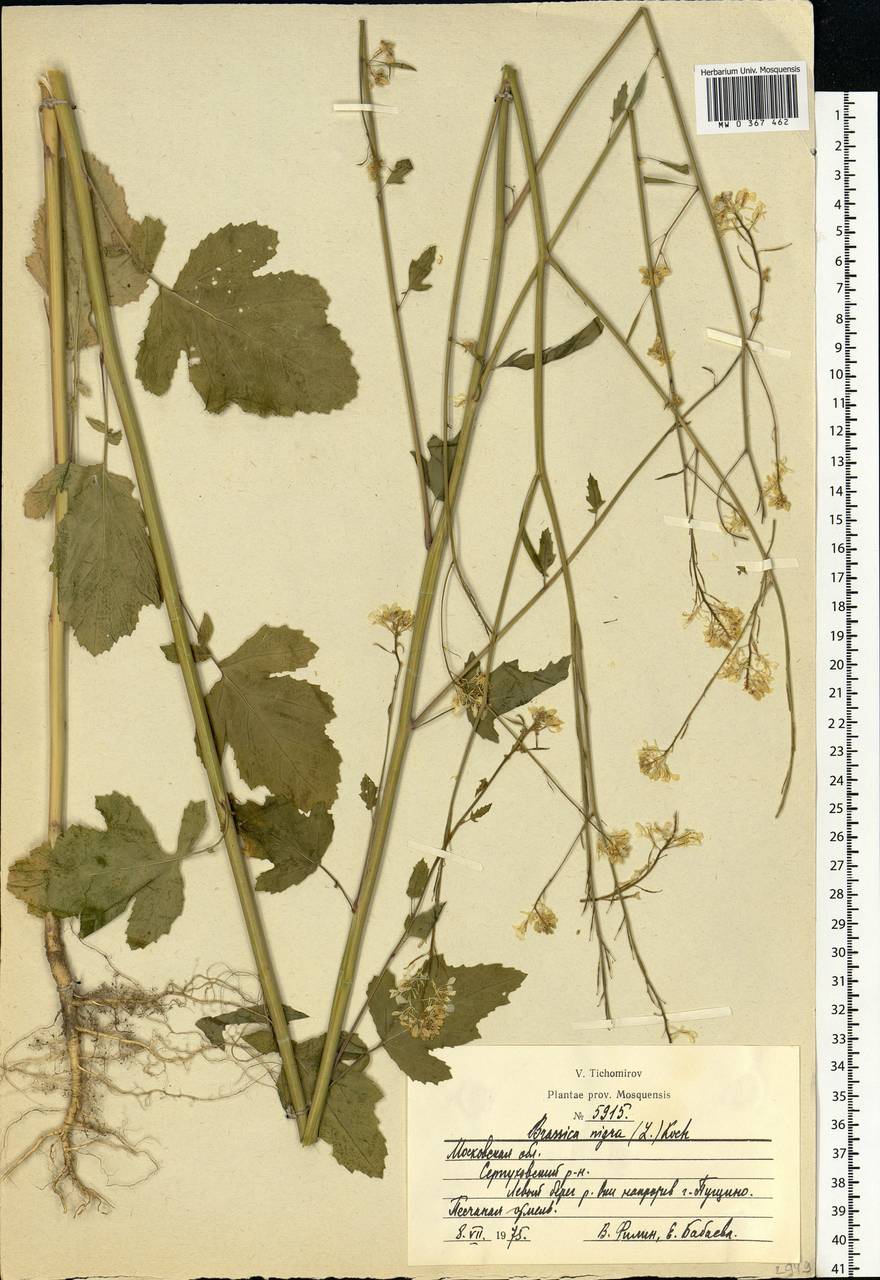 Rhamphospermum nigrum (L.) Al-Shehbaz, Eastern Europe, Moscow region (E4a) (Russia)