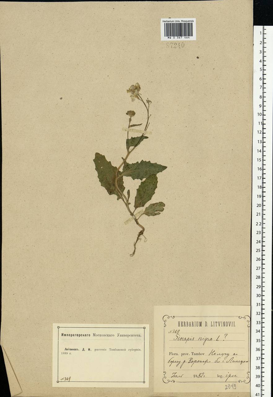 Brassica nigra (L.) W.D.J.Koch, Eastern Europe, Central forest-and-steppe region (E6) (Russia)