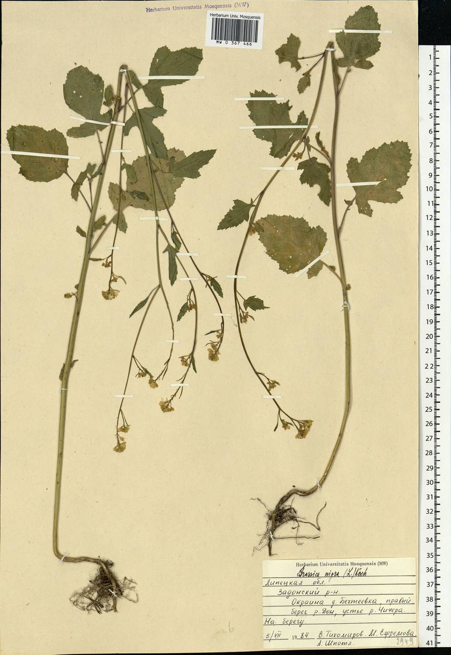 Rhamphospermum nigrum (L.) Al-Shehbaz, Eastern Europe, Central forest-and-steppe region (E6) (Russia)