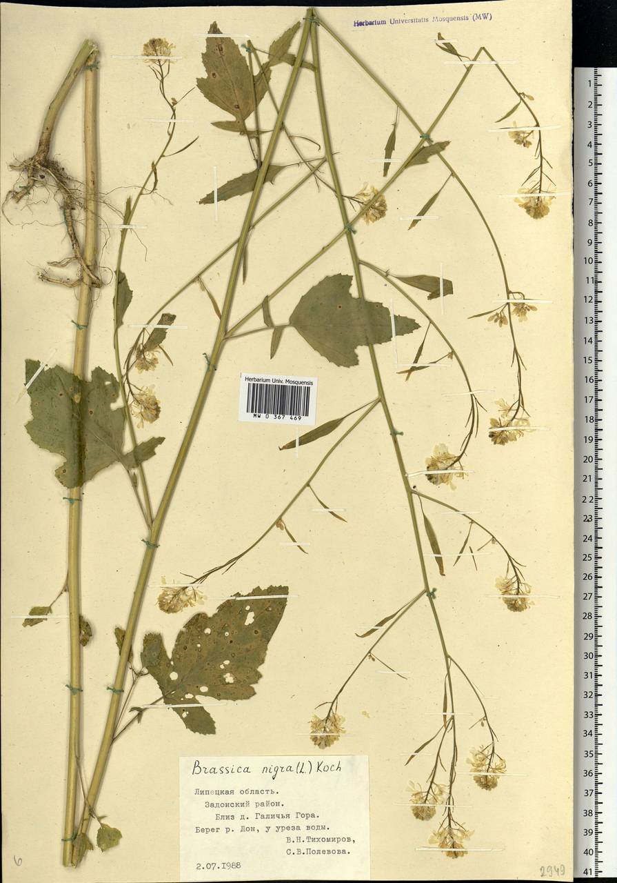 Rhamphospermum nigrum (L.) Al-Shehbaz, Eastern Europe, Central forest-and-steppe region (E6) (Russia)