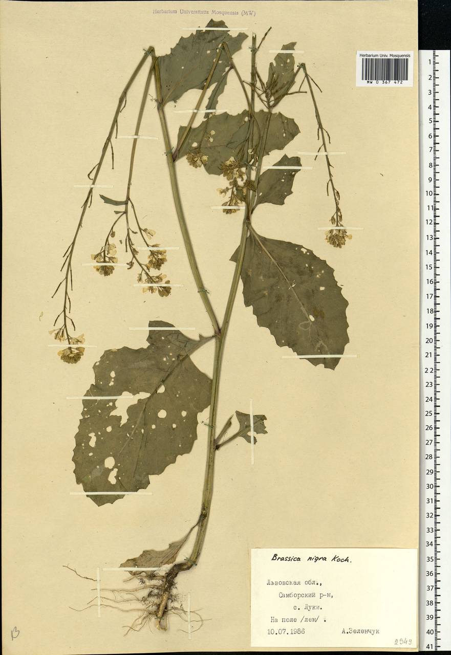 Rhamphospermum nigrum (L.) Al-Shehbaz, Eastern Europe, West Ukrainian region (E13) (Ukraine)