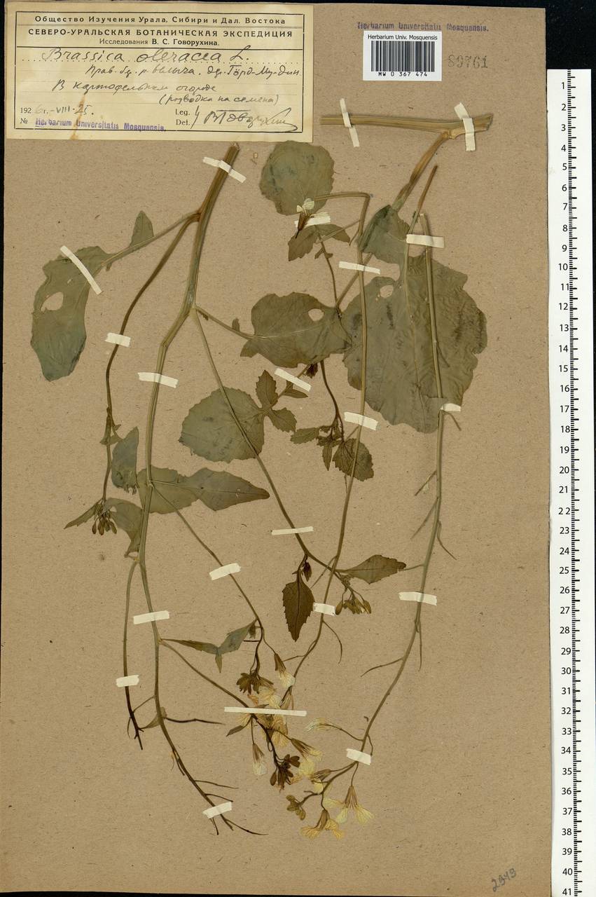 Brassica oleracea L., Eastern Europe, Northern region (E1) (Russia)