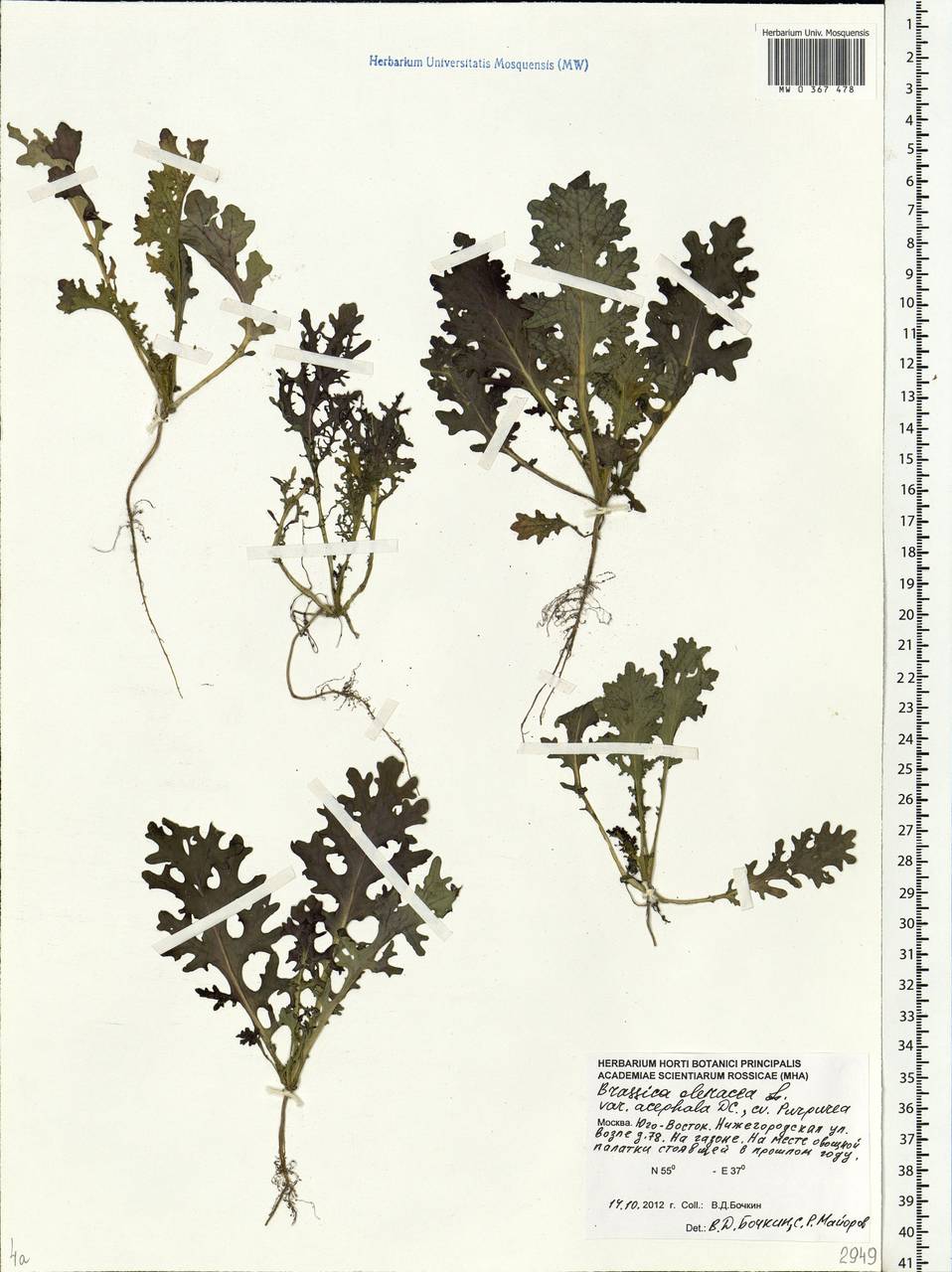 Brassica oleracea L., Eastern Europe, Moscow region (E4a) (Russia)