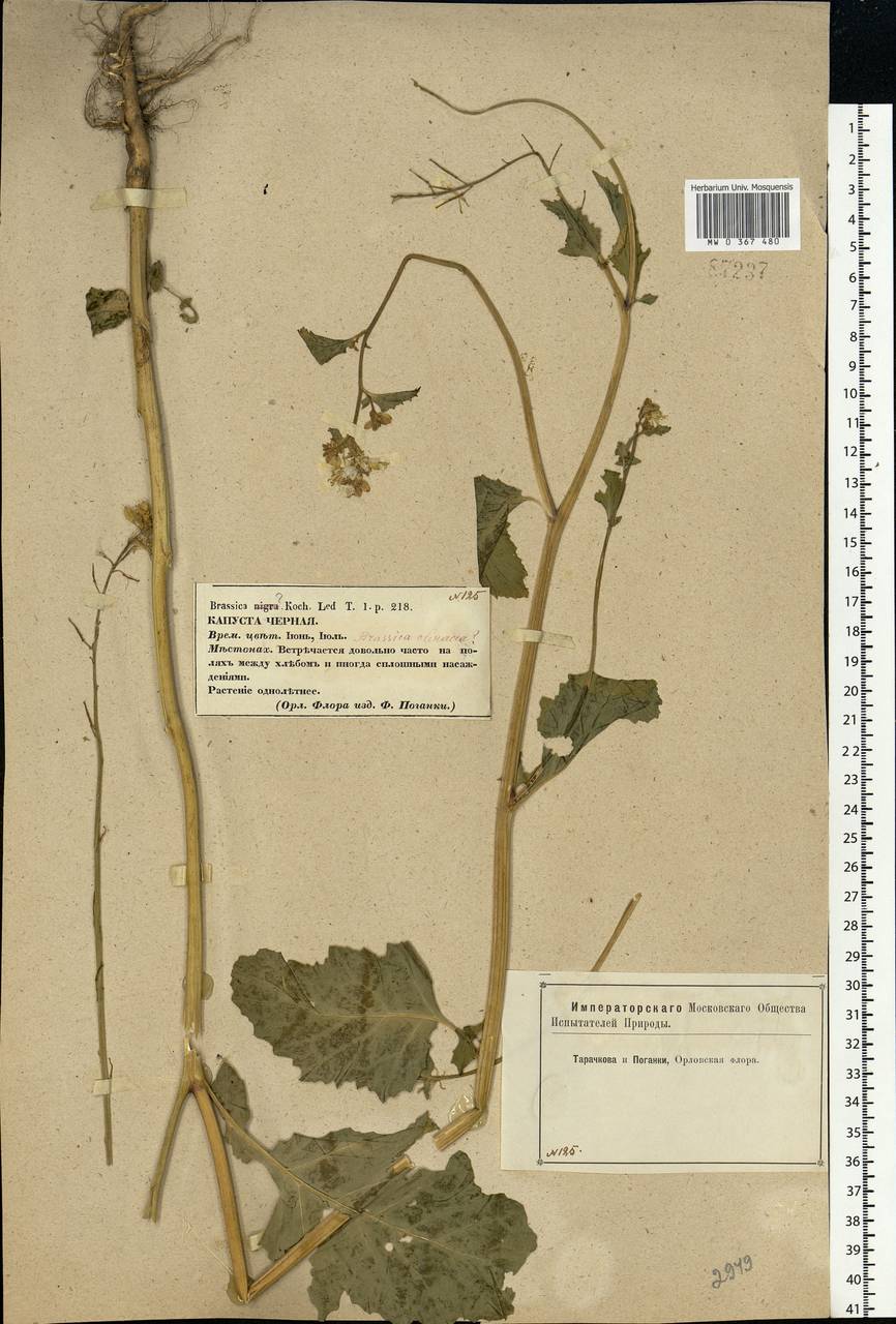 Brassica oleracea L., Eastern Europe, Central forest-and-steppe region (E6) (Russia)