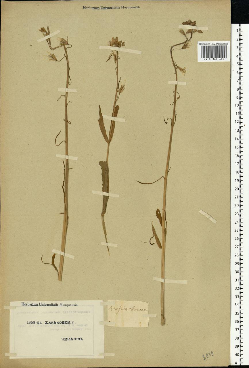 Brassica oleracea L., Eastern Europe, North Ukrainian region (E11) (Ukraine)