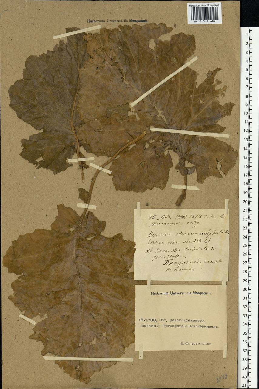 Brassica oleracea L., Eastern Europe, Rostov Oblast (E12a) (Russia)