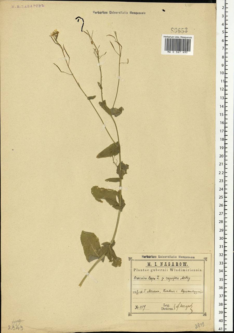 Brassica rapa L., Eastern Europe, Central region (E4) (Russia)