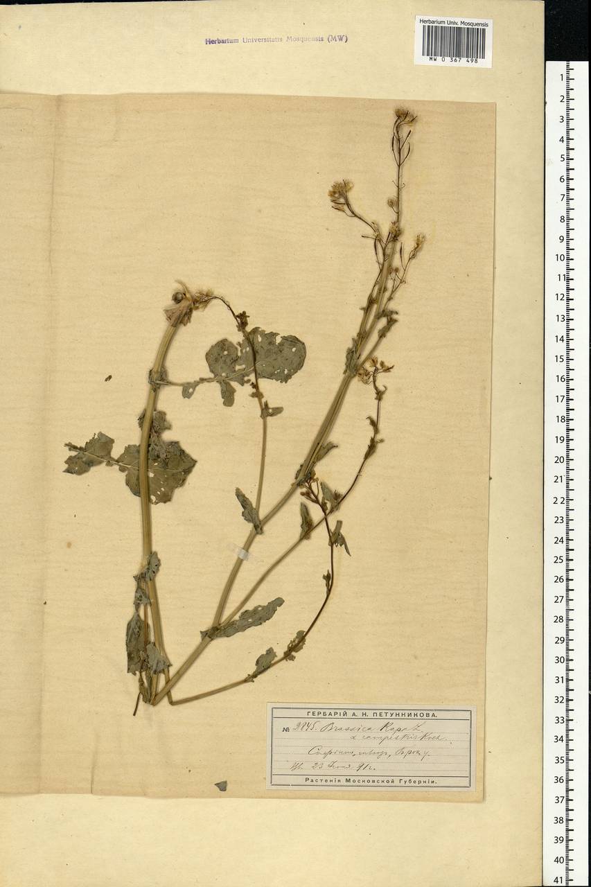 Brassica rapa L., Eastern Europe, Moscow region (E4a) (Russia)