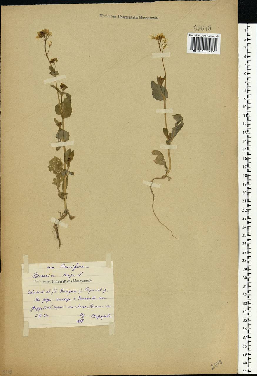 Brassica rapa L., Eastern Europe, Central forest region (E5) (Russia)