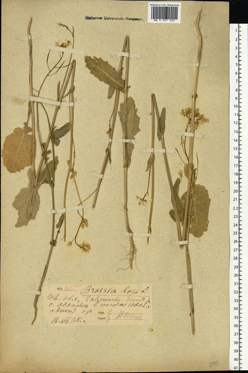 Brassica rapa L., Eastern Europe, Central forest region (E5) (Russia)