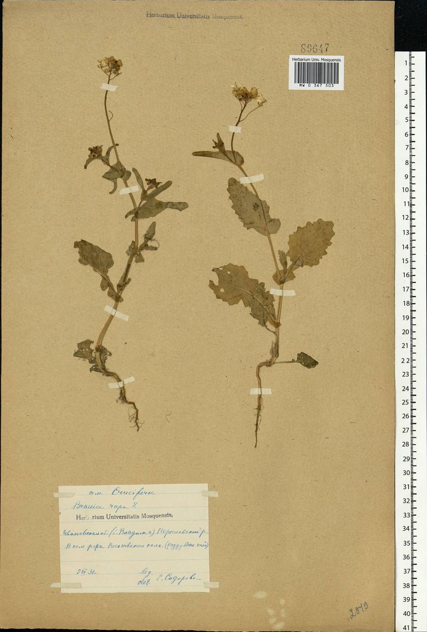 Brassica rapa L., Eastern Europe, Central forest region (E5) (Russia)