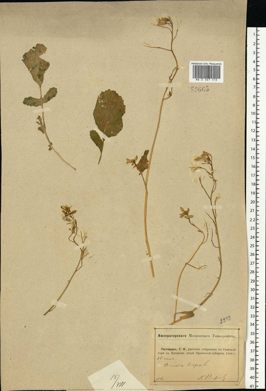 Brassica rapa L., Eastern Europe, Central forest-and-steppe region (E6) (Russia)