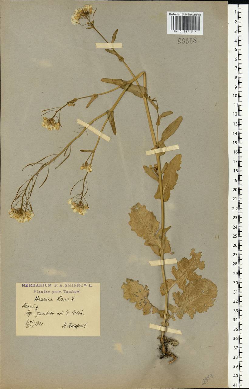 Brassica rapa L., Eastern Europe, Central forest-and-steppe region (E6) (Russia)