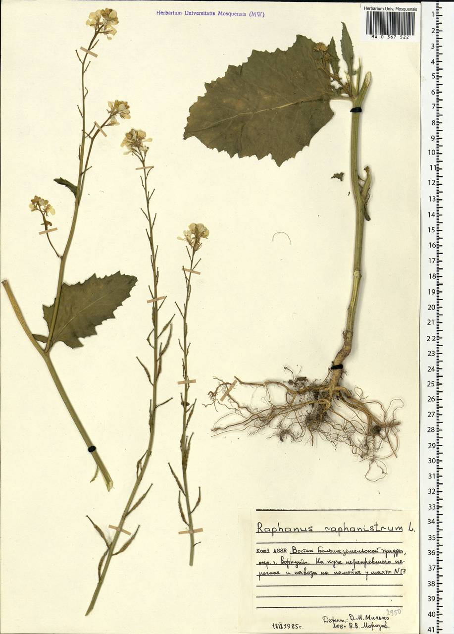 Raphanus raphanistrum L., Eastern Europe, Northern region (E1) (Russia)