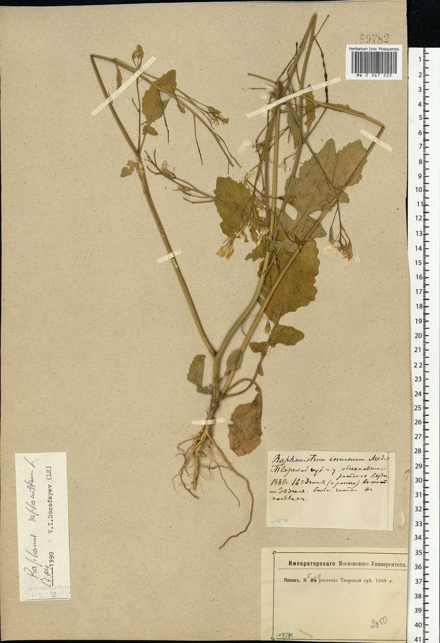 Raphanus raphanistrum L., Eastern Europe, North-Western region (E2) (Russia)