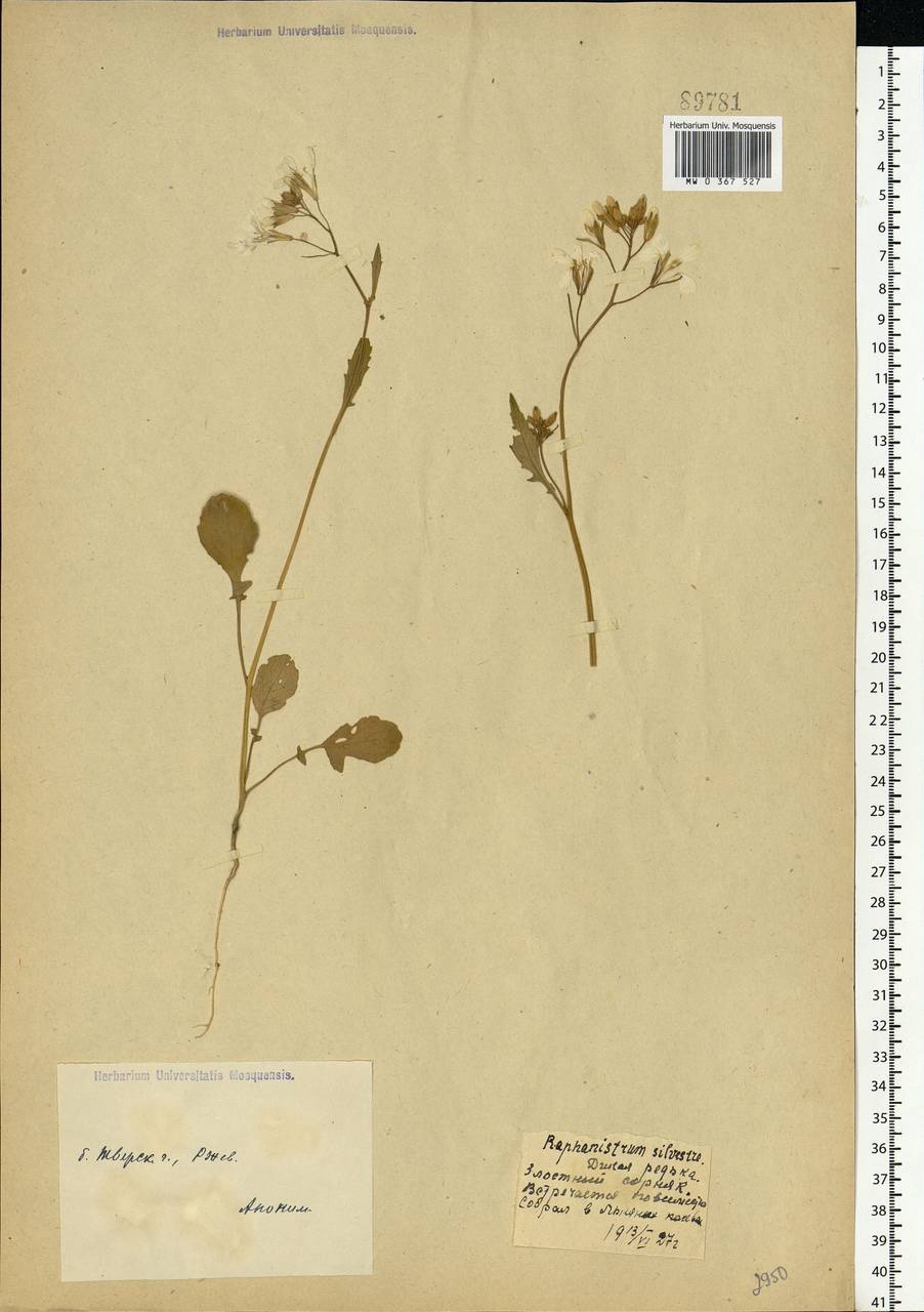 Raphanus raphanistrum L., Eastern Europe, North-Western region (E2) (Russia)