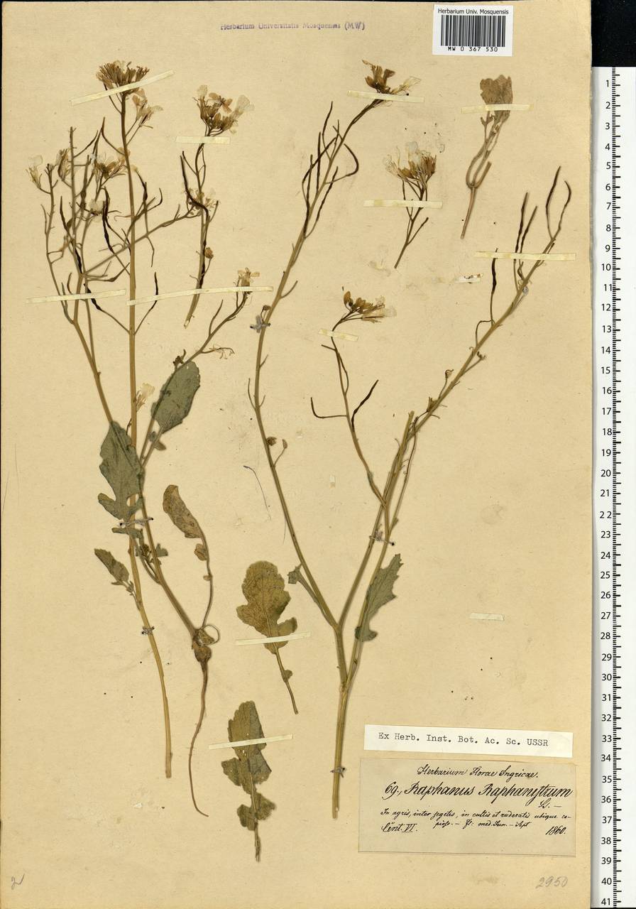 Raphanus raphanistrum L., Eastern Europe, North-Western region (E2) (Russia)