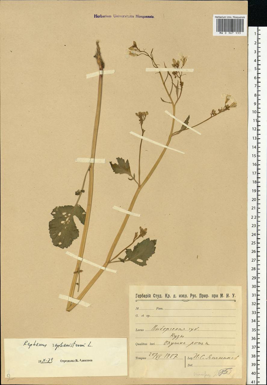 Raphanus raphanistrum L., Eastern Europe, North-Western region (E2) (Russia)