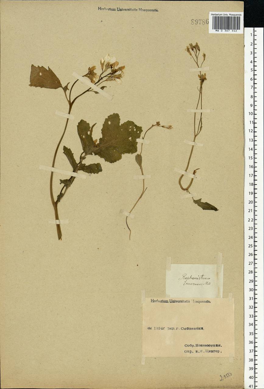 Raphanus raphanistrum L., Eastern Europe, Western region (E3) (Russia)
