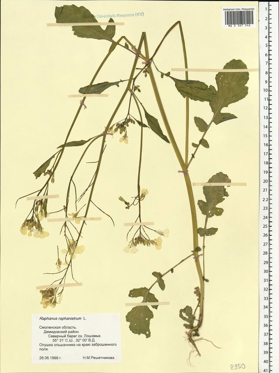 Raphanus raphanistrum L., Eastern Europe, Western region (E3) (Russia)