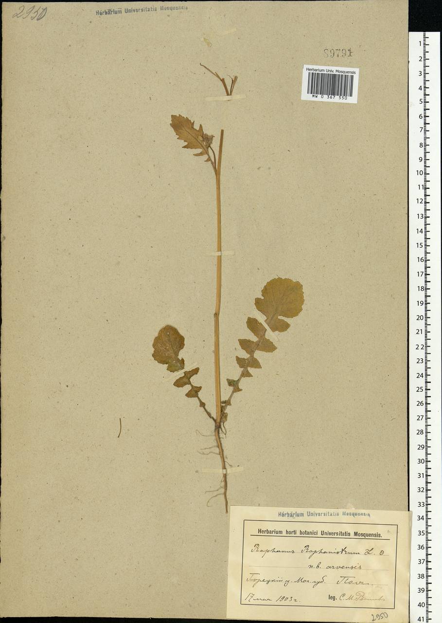 Raphanus raphanistrum L., Eastern Europe, Belarus (E3a) (Belarus)