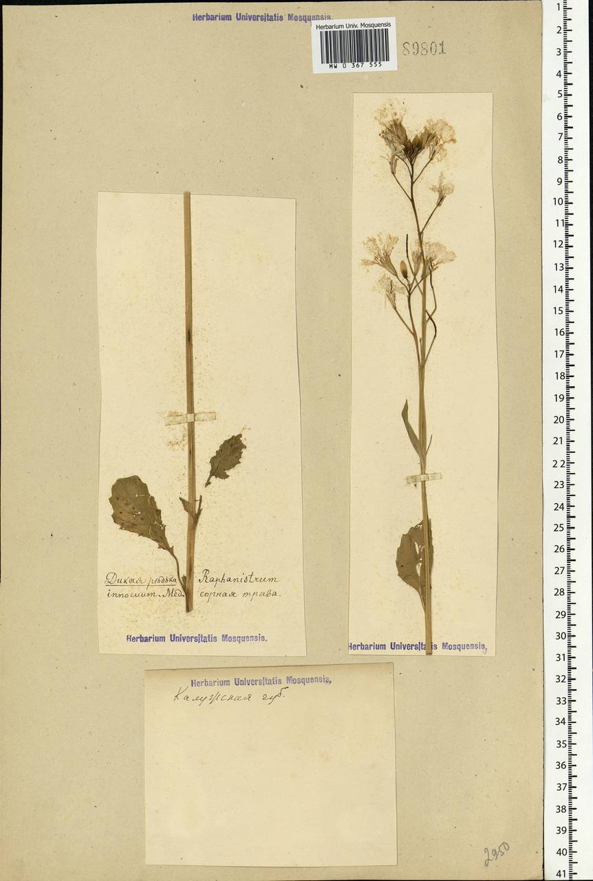Raphanus raphanistrum L., Eastern Europe, Central region (E4) (Russia)