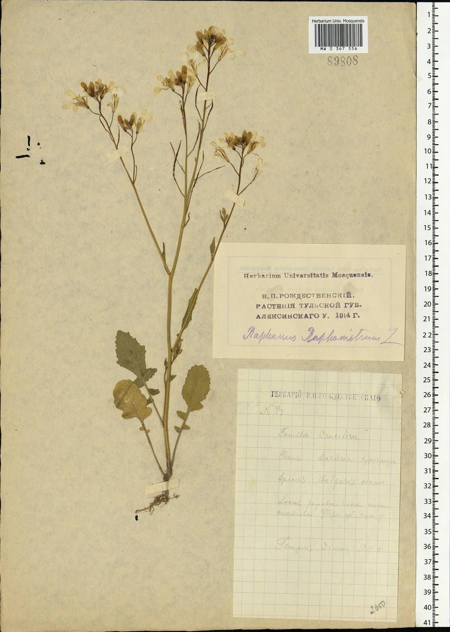 Raphanus raphanistrum L., Eastern Europe, Central region (E4) (Russia)