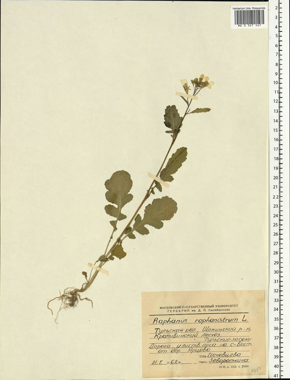 Raphanus raphanistrum L., Eastern Europe, Central region (E4) (Russia)