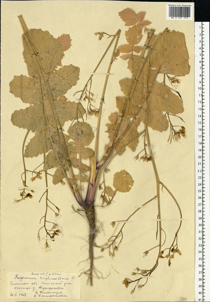 Raphanus raphanistrum L., Eastern Europe, Central region (E4) (Russia)