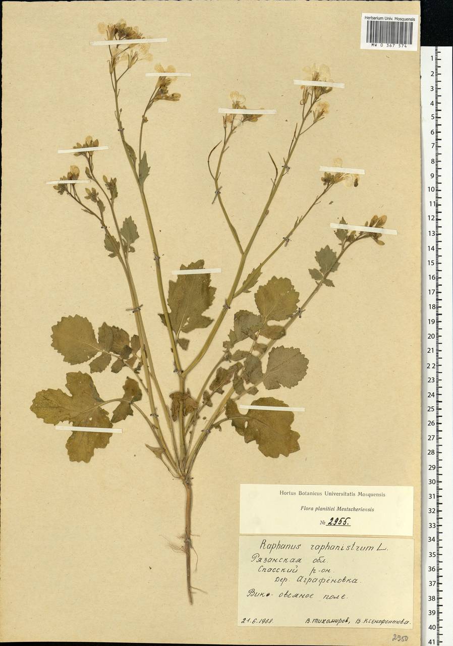 Raphanus raphanistrum L., Eastern Europe, Central region (E4) (Russia)