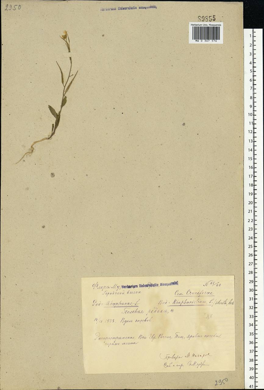 Raphanus raphanistrum L., Eastern Europe, Central region (E4) (Russia)