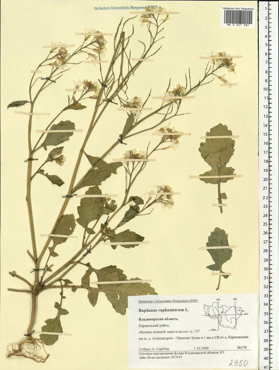 Raphanus raphanistrum L., Eastern Europe, Central region (E4) (Russia)