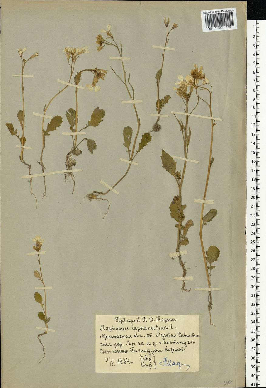 Raphanus raphanistrum L., Eastern Europe, Moscow region (E4a) (Russia)