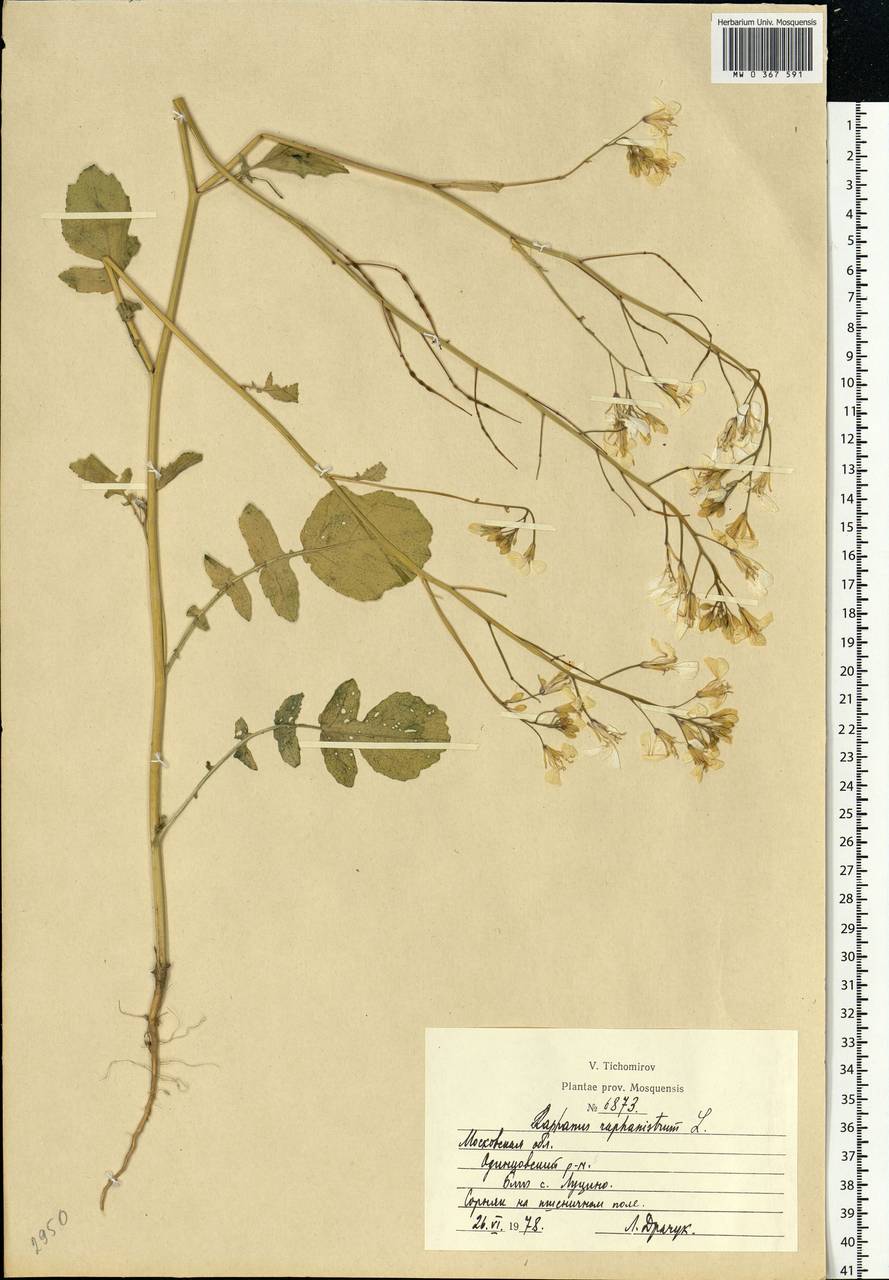 Raphanus raphanistrum L., Eastern Europe, Moscow region (E4a) (Russia)