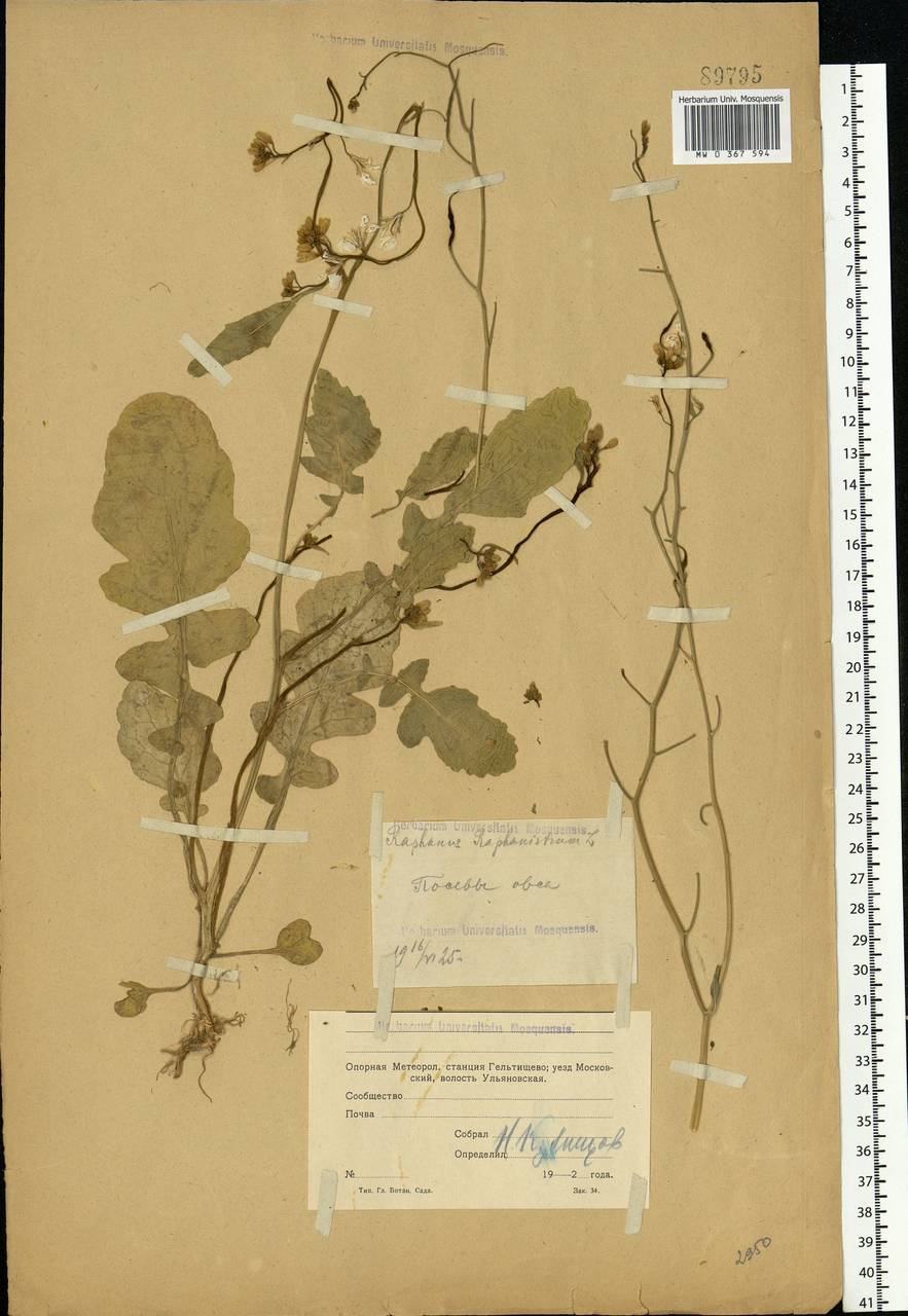 Raphanus raphanistrum L., Eastern Europe, Moscow region (E4a) (Russia)