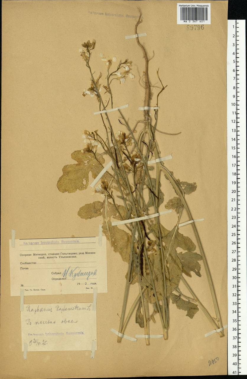 Raphanus raphanistrum L., Eastern Europe, Moscow region (E4a) (Russia)