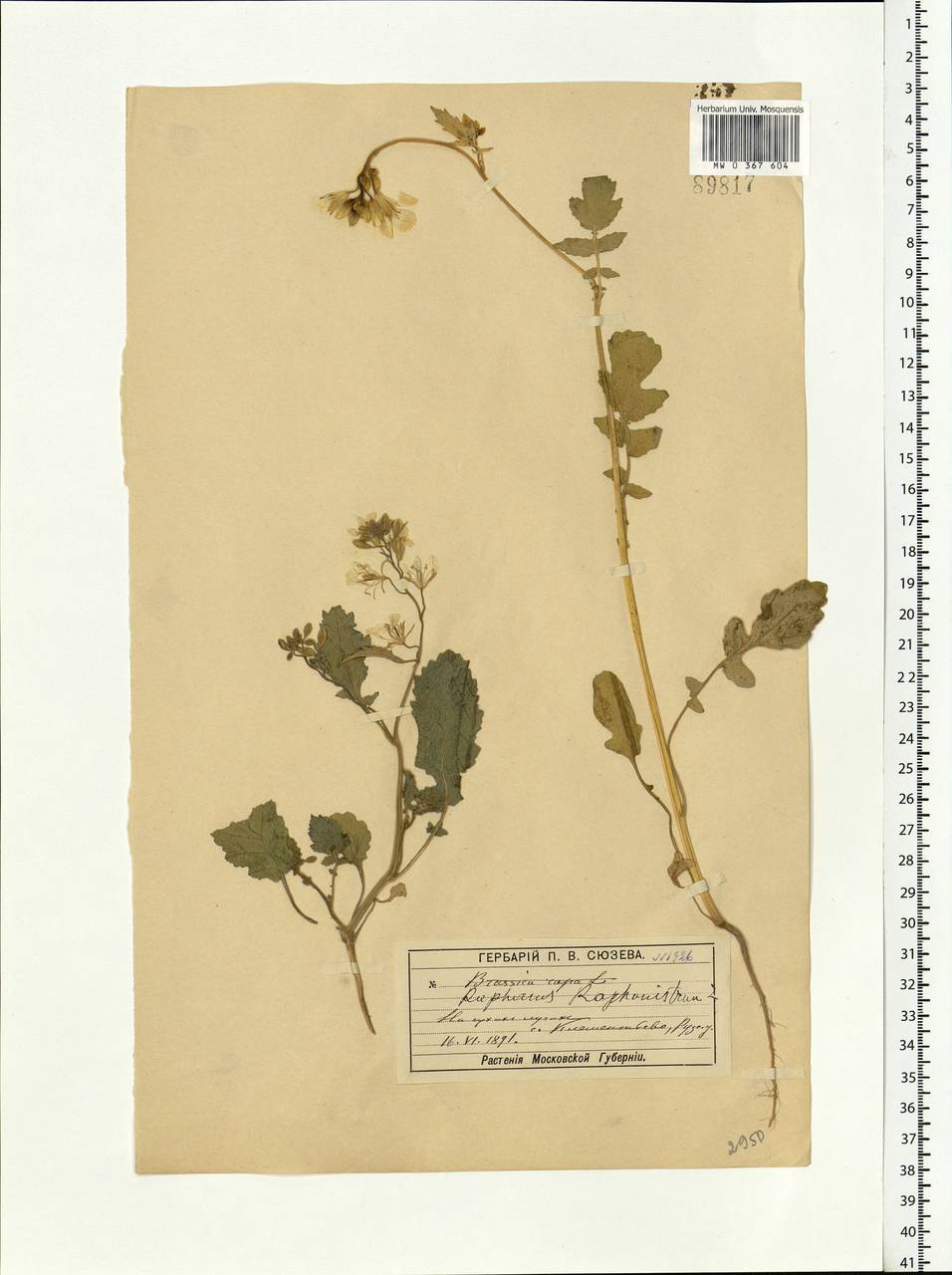 Raphanus raphanistrum L., Eastern Europe, Moscow region (E4a) (Russia)