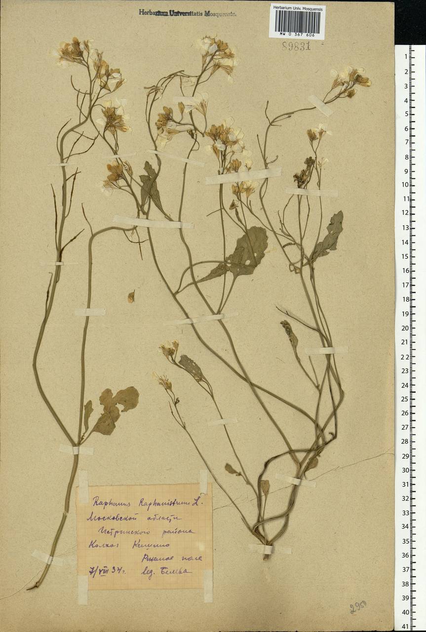 Raphanus raphanistrum L., Eastern Europe, Moscow region (E4a) (Russia)