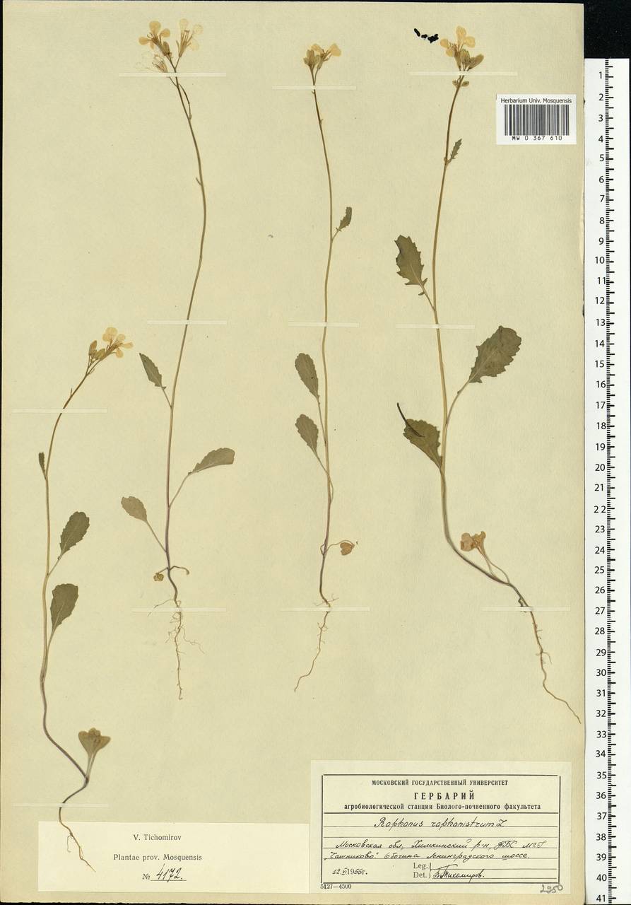 Raphanus raphanistrum L., Eastern Europe, Moscow region (E4a) (Russia)