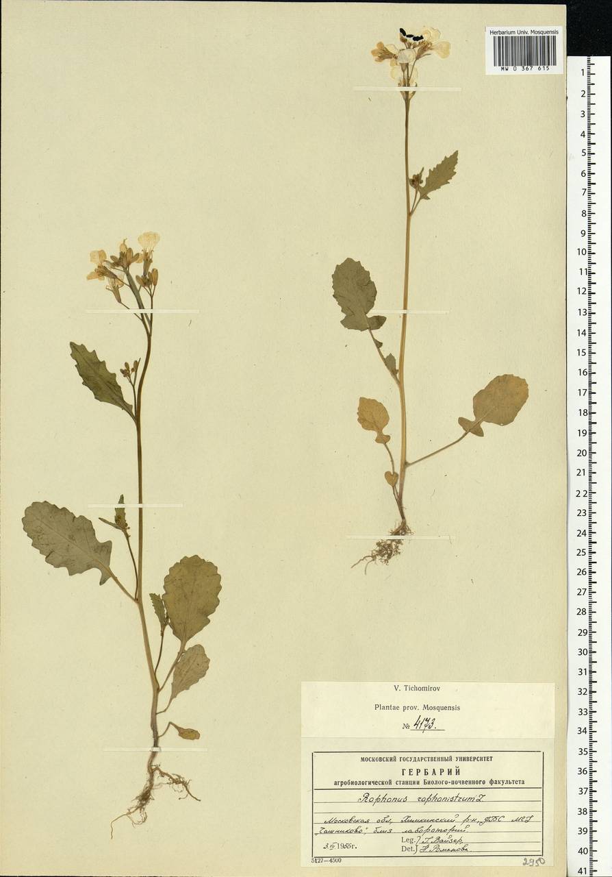 Raphanus raphanistrum L., Eastern Europe, Moscow region (E4a) (Russia)