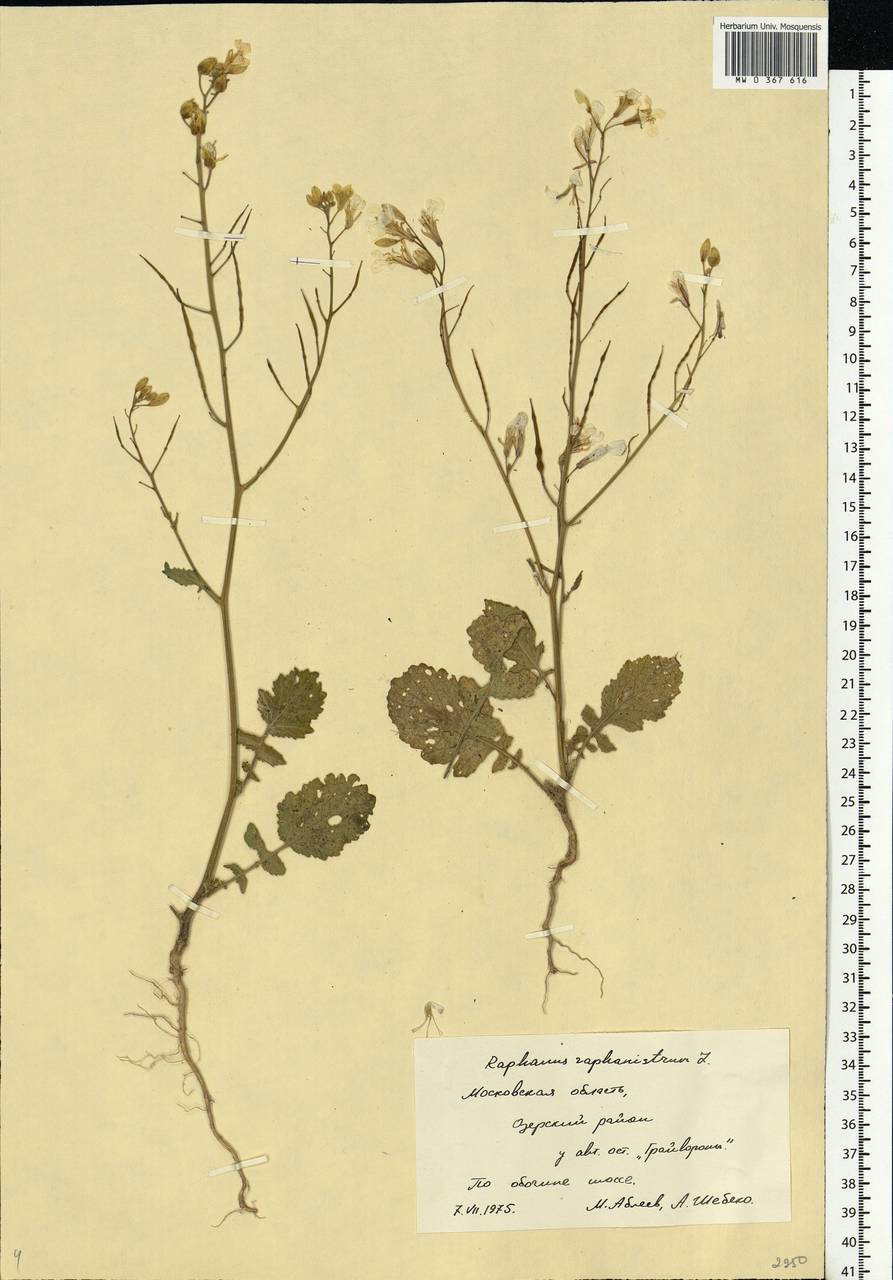 Raphanus raphanistrum L., Eastern Europe, Moscow region (E4a) (Russia)