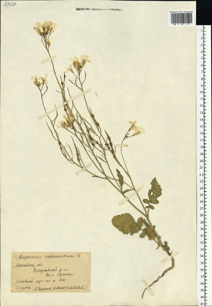 Raphanus raphanistrum L., Eastern Europe, Moscow region (E4a) (Russia)