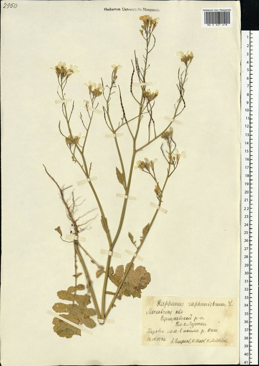 Raphanus raphanistrum L., Eastern Europe, Moscow region (E4a) (Russia)