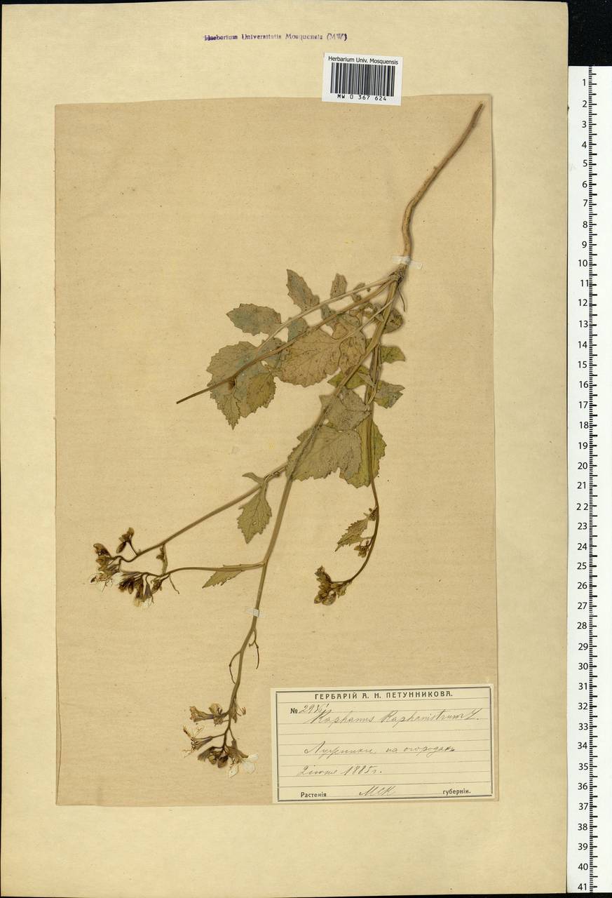 Raphanus raphanistrum L., Eastern Europe, Moscow region (E4a) (Russia)