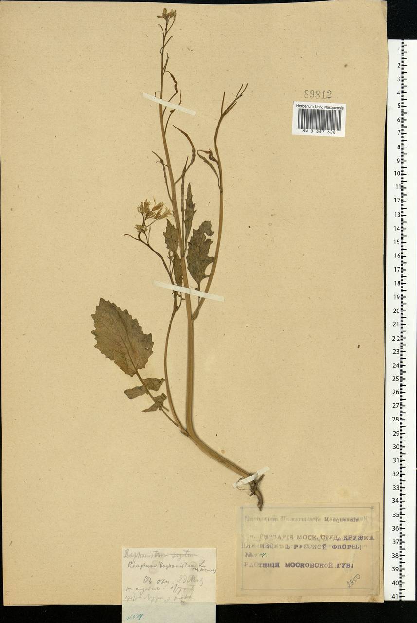 Raphanus raphanistrum L., Eastern Europe, Moscow region (E4a) (Russia)