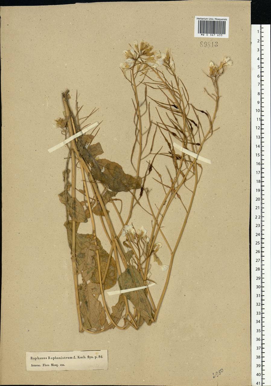 Raphanus raphanistrum L., Eastern Europe, Moscow region (E4a) (Russia)