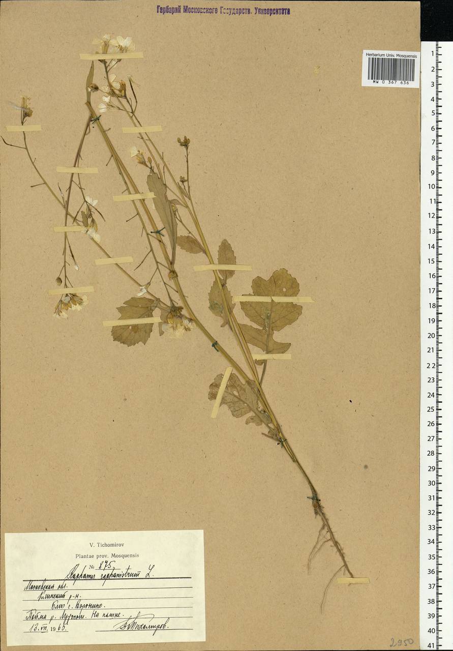 Raphanus raphanistrum L., Eastern Europe, Moscow region (E4a) (Russia)