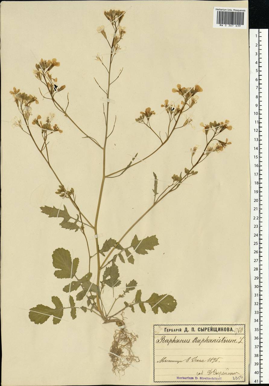 Raphanus raphanistrum L., Eastern Europe, Moscow region (E4a) (Russia)